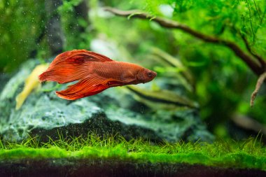 Savaşçı Siyam Balığı (Betta ihtişamlı), diğer adıyla Beta Balığı