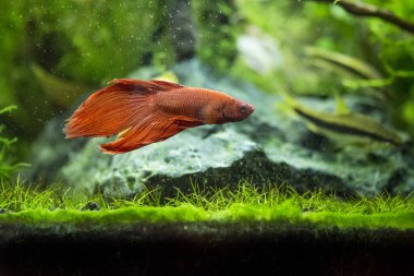 Savaşçı Siyam Balığı (Betta ihtişamlı), diğer adıyla Beta Balığı