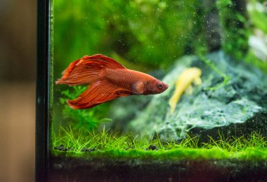 Savaşçı Siyam Balığı (Betta ihtişamlı), diğer adıyla Beta Balığı