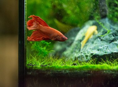 Savaşçı Siyam Balığı (Betta ihtişamlı), diğer adıyla Beta Balığı