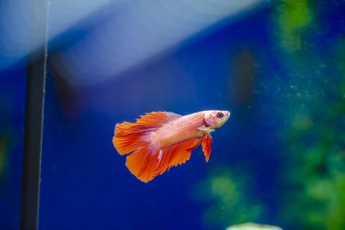 Savaşçı Siyam Balığı (Betta ihtişamlı), diğer adıyla Beta Balığı