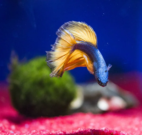 Savaşçı Siyam Balığı (Betta ihtişamlı), diğer adıyla Beta Balığı