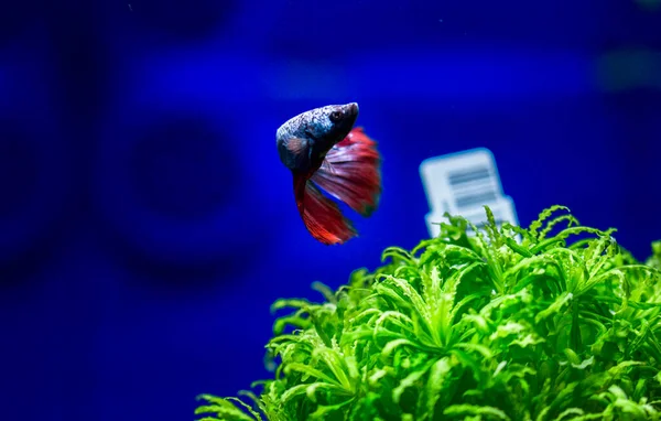 Savaşçı Siyam Balığı (Betta ihtişamlı), diğer adıyla Beta Balığı