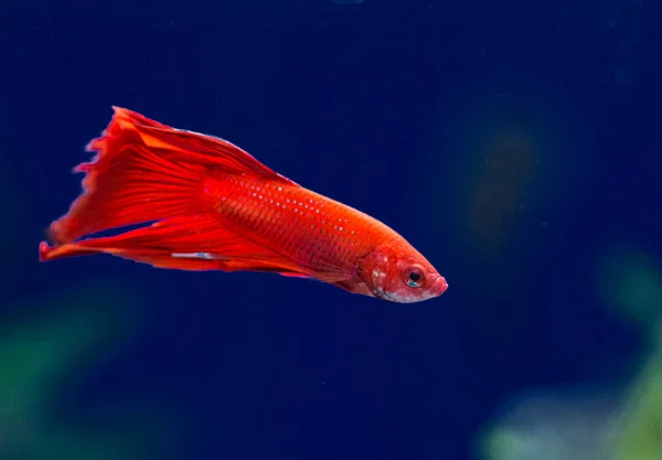 Thesiamese Fighting Fish Betta Splendens Also Known Thebetta — Stock Photo, Image