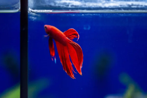 Pez Siamés Lucha Betta Splendens También Conocido Como Thebetta — Foto de Stock