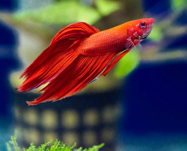 Savaşçı Siyam Balığı (Betta ihtişamlı), diğer adıyla Beta Balığı