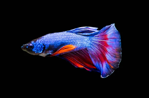 Ilpesce Siamese Combattimento Betta Splendens Noto Anche Come Betta — Foto Stock