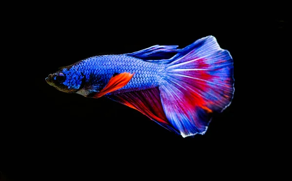 Les Poissons Combat Siamois Betta Splendens Également Connus Sous Nom — Photo