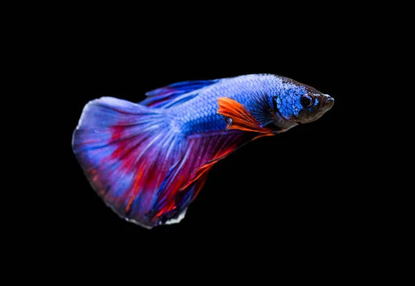 Thesiamese Fighting Fish Betta Splendens Also Known Thebetta — Stock Photo, Image