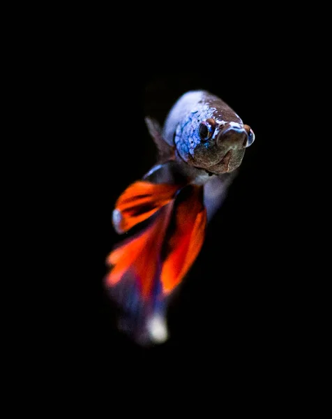 Ikan Perang Siam Betta Splendens Juga Dikenal Sebagai Thebetta — Stok Foto