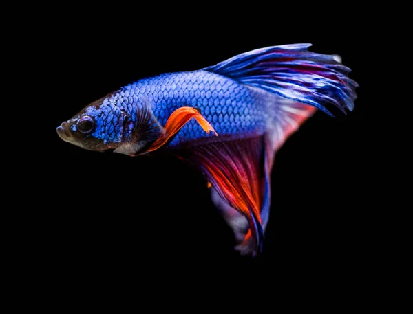 Der Siamesische Kampffisch Betta Splendens Auch Bekannt Als Thebetta — Stockfoto