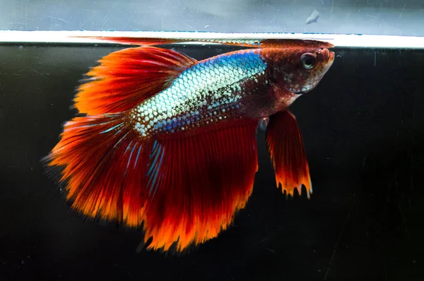 Savaşçı Siyam Balığı (Betta ihtişamlı), diğer adıyla Beta Balığı