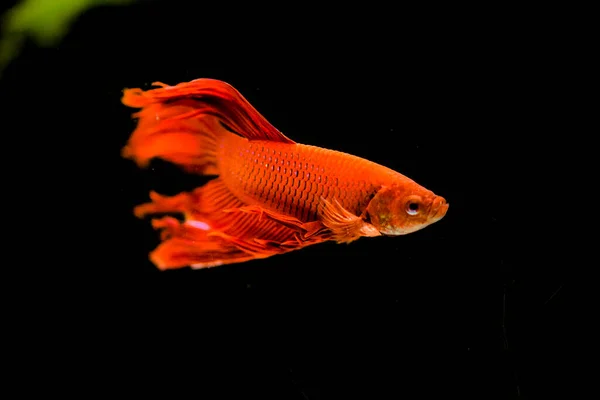 Thesiamese Peixe Combate Betta Splendens Também Conhecido Como Thebetta — Fotografia de Stock