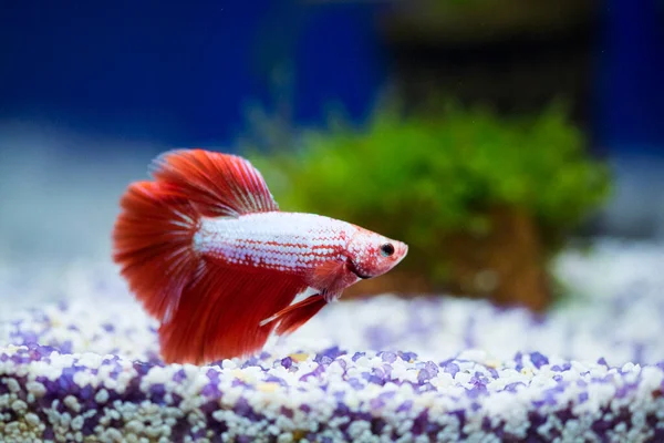 Savaşçı Siyam Balığı (Betta ihtişamlı), diğer adıyla Beta Balığı