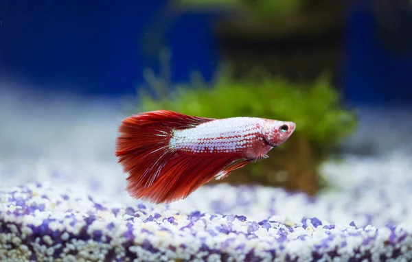 Savaşçı Siyam Balığı (Betta ihtişamlı), diğer adıyla Beta Balığı