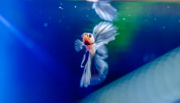 Thesiamese Fighting Fish Betta Splendens Also Known Thebetta — Stock Photo, Image