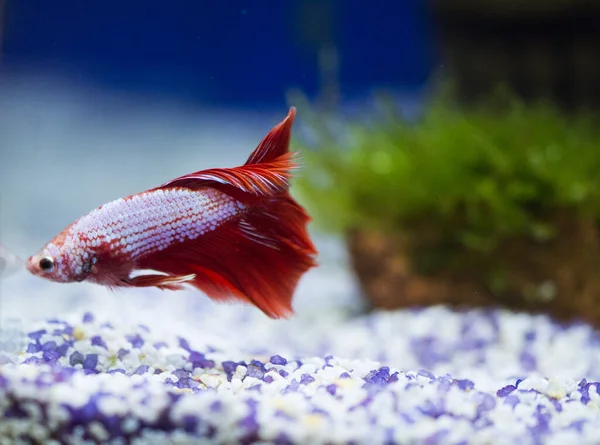 Savaşçı Siyam Balığı (Betta ihtişamlı), diğer adıyla Beta Balığı