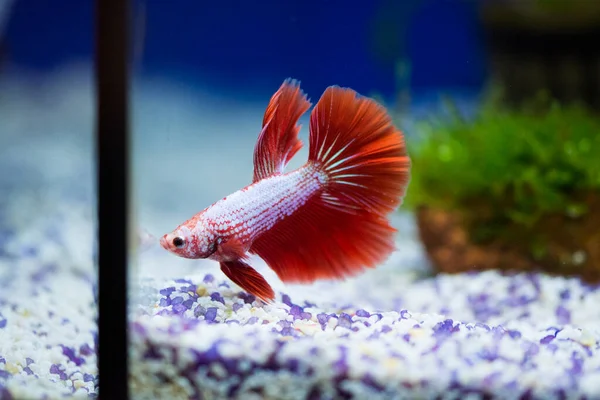 Savaşçı Siyam Balığı (Betta ihtişamlı), diğer adıyla Beta Balığı