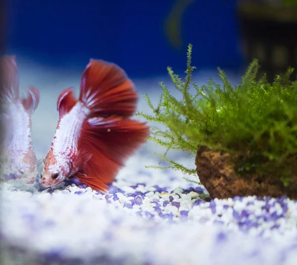 Savaşçı Siyam Balığı (Betta ihtişamlı), diğer adıyla Beta Balığı