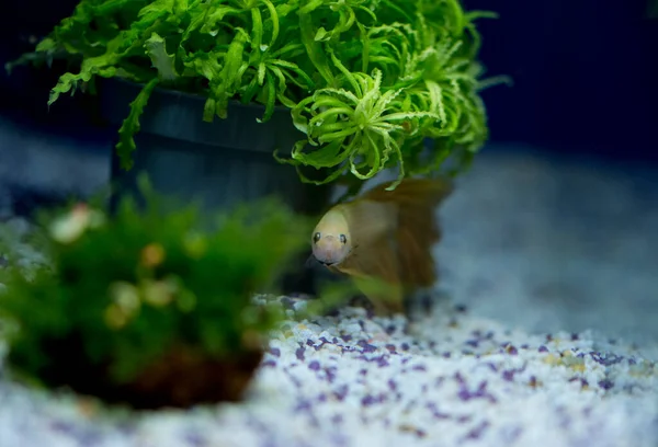 Savaşçı Siyam Balığı (Betta ihtişamlı), diğer adıyla Beta Balığı