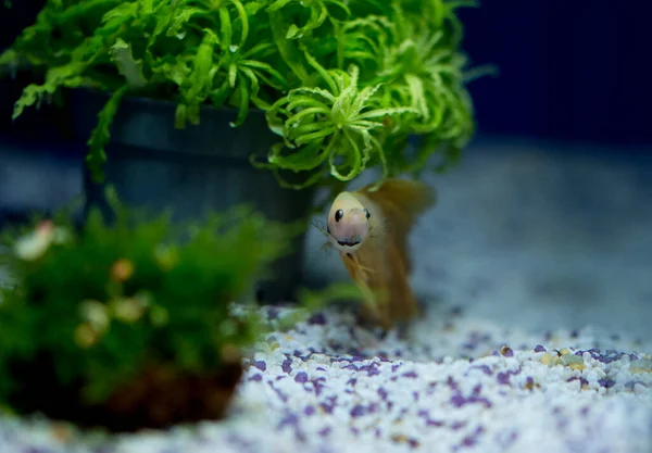 Savaşçı Siyam Balığı (Betta ihtişamlı), diğer adıyla Beta Balığı