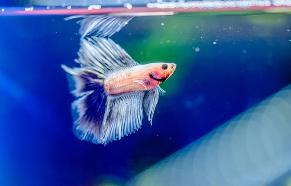 Savaşçı Siyam Balığı (Betta ihtişamlı), diğer adıyla Beta Balığı