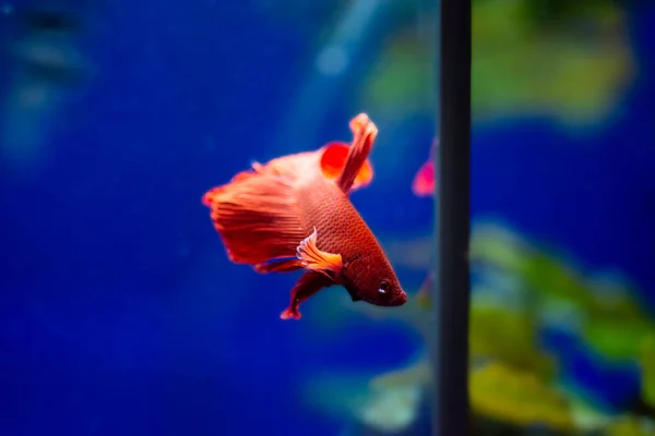 Siamese Vechtvis Betta Splendens Ook Bekend Als Betta — Stockfoto