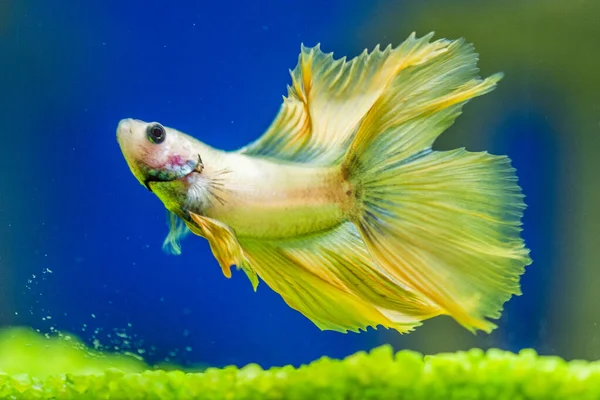 Savaşçı Siyam Balığı (Betta ihtişamlı), diğer adıyla Beta Balığı