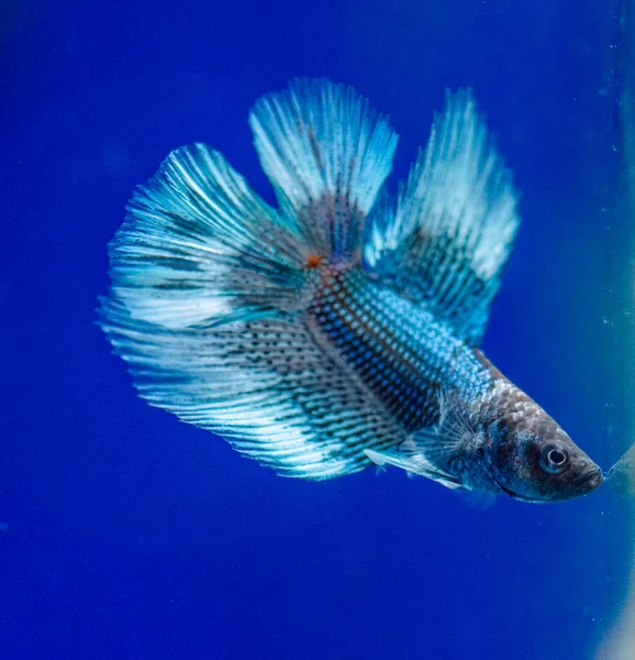 Ilpesce Siamese Combattimento Betta Splendens Noto Anche Come Betta — Foto Stock