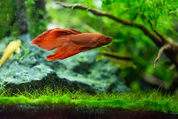 Σιαμαία Ψάρια Που Μάχονται Betta Splendens Επίσης Γνωστή Thebetta — Φωτογραφία Αρχείου