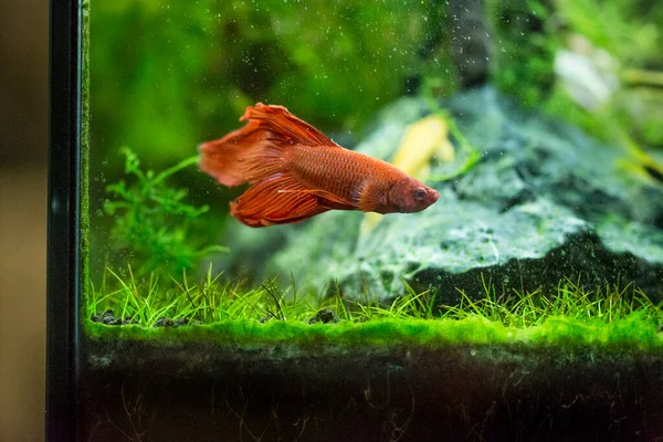 Savaşçı Siyam Balığı (Betta ihtişamlı), diğer adıyla Beta Balığı