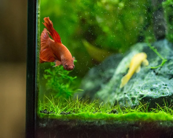 Savaşçı Siyam Balığı (Betta ihtişamlı), diğer adıyla Beta Balığı