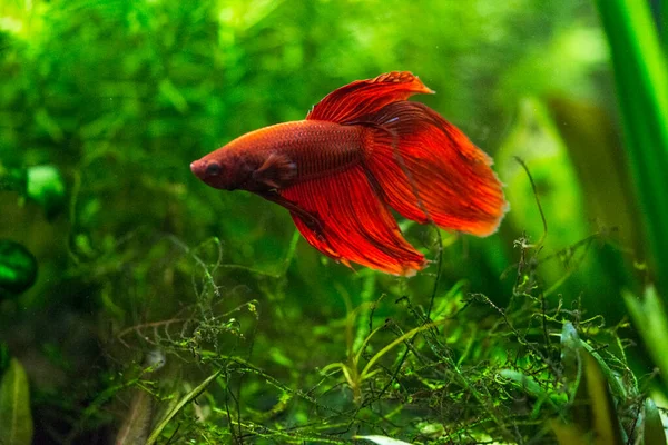 Savaşçı Siyam Balığı (Betta ihtişamlı), diğer adıyla Beta Balığı