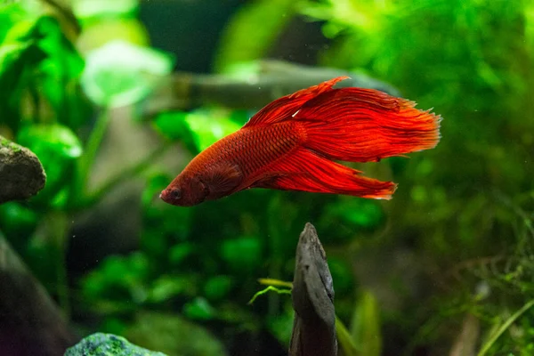 Savaşçı Siyam Balığı (Betta ihtişamlı), diğer adıyla Beta Balığı