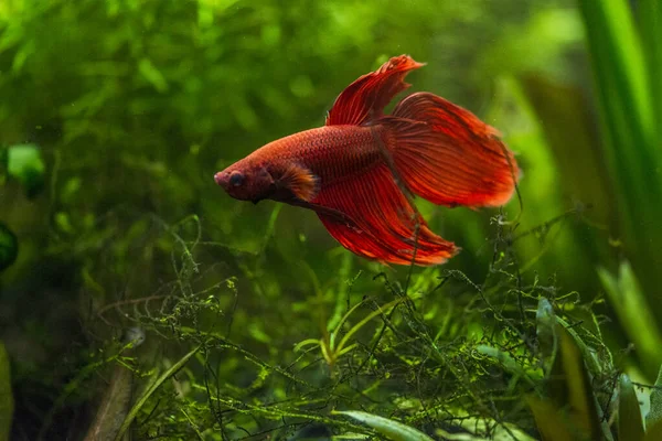 Savaşçı Siyam Balığı (Betta ihtişamlı), diğer adıyla Beta Balığı