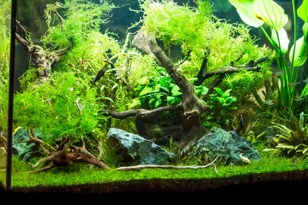 Savaşçı Siyam Balığı (Betta ihtişamlı), diğer adıyla Beta Balığı