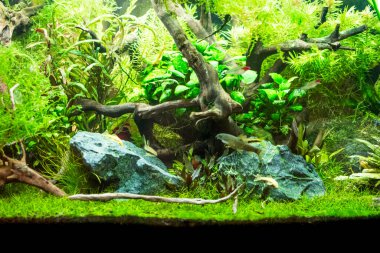 Savaşçı Siyam Balığı (Betta ihtişamlı), diğer adıyla Beta Balığı