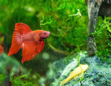 Savaşçı Siyam Balığı (Betta ihtişamlı), diğer adıyla Beta Balığı