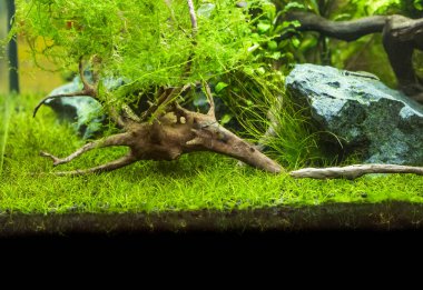 Savaşçı Siyam Balığı (Betta ihtişamlı), diğer adıyla Beta Balığı