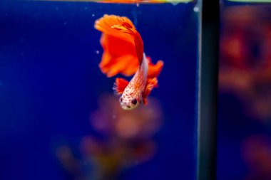 Savaşçı Siyam Balığı (Betta ihtişamlı), diğer adıyla Beta Balığı