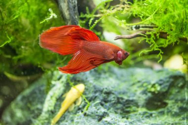 Savaşçı Siyam Balığı (Betta ihtişamlı), diğer adıyla Beta Balığı