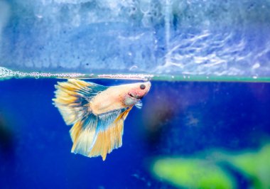 Savaşçı Siyam Balığı (Betta ihtişamlı), diğer adıyla Beta Balığı