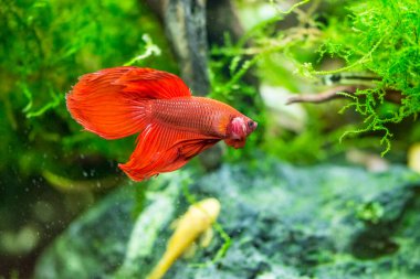 Savaşçı Siyam Balığı (Betta ihtişamlı), diğer adıyla Beta Balığı