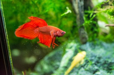 Savaşçı Siyam Balığı (Betta ihtişamlı), diğer adıyla Beta Balığı