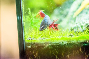 Savaşçı Siyam Balığı (Betta ihtişamlı), diğer adıyla Beta Balığı