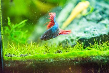 Savaşçı Siyam Balığı (Betta ihtişamlı), diğer adıyla Beta Balığı