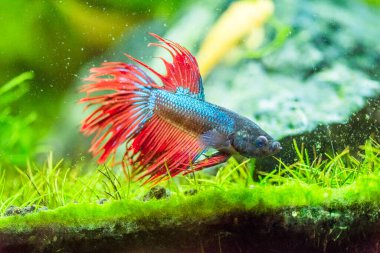 Savaşçı Siyam Balığı (Betta ihtişamlı), diğer adıyla Beta Balığı