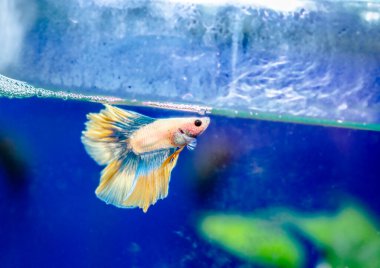 Savaşçı Siyam Balığı (Betta ihtişamlı), diğer adıyla Beta Balığı