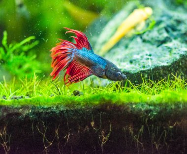 Savaşçı Siyam Balığı (Betta ihtişamlı), diğer adıyla Beta Balığı