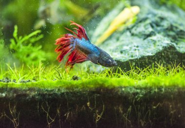 Savaşçı Siyam Balığı (Betta ihtişamlı), diğer adıyla Beta Balığı